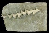 Archimedes Screw Bryozoan Fossil - Illinois #129634-1